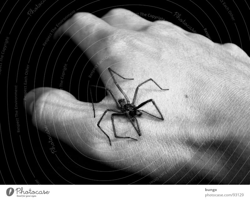 Nach den Killerquappen... Hand Finger Mann Spinne Panik Ekel furchtbar dunkel schwarz weiß Angst hausspinne arachnaphobie Beine fingerknochen trist