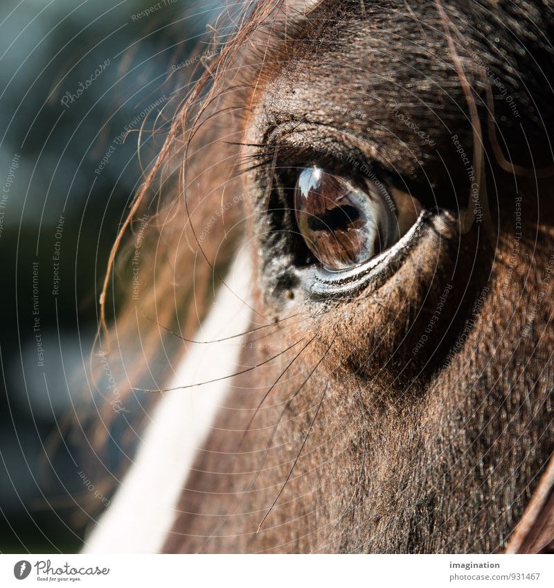 Welt in deinen Augen Tier Nutztier Pferd 1 Blick braun ruhig Vertrauen Zufriedenheit Offenheit Wimper Reflexion & Spiegelung Farbfoto Außenaufnahme Nahaufnahme