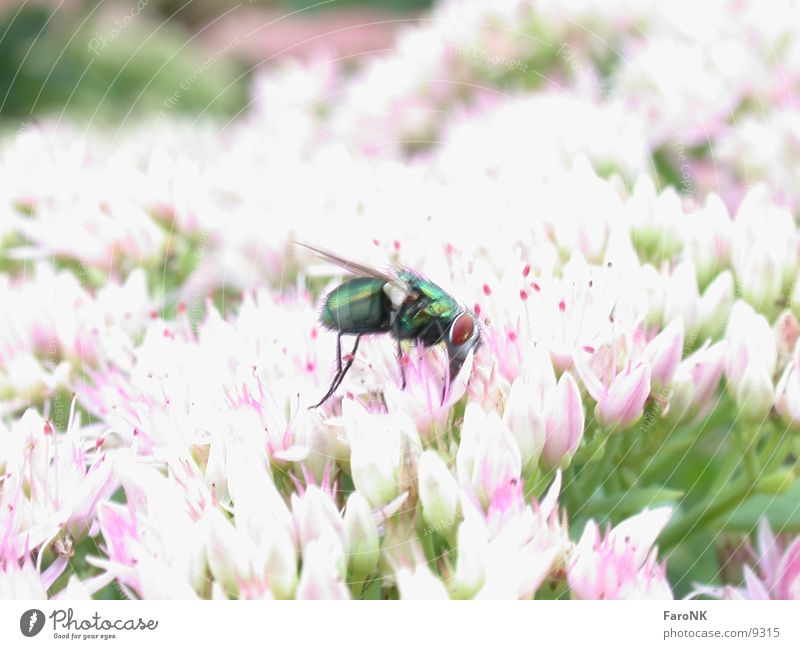 Fliege grün Insekt Tier Blüte Verkehr