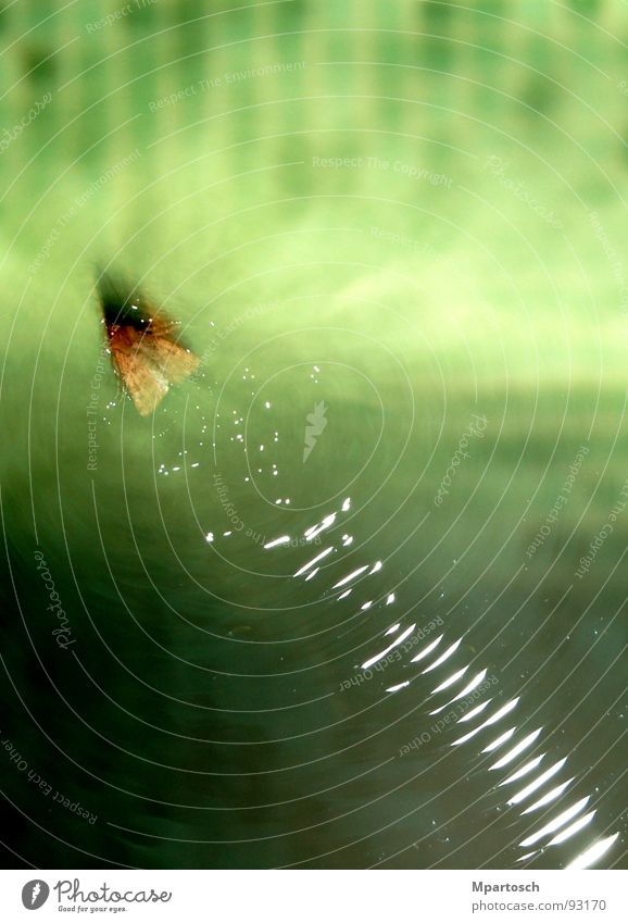 Wasserski mal anders grün Schmetterling Motte Geschwindigkeit Schwimmbad Wellen Schwimmen & Baden