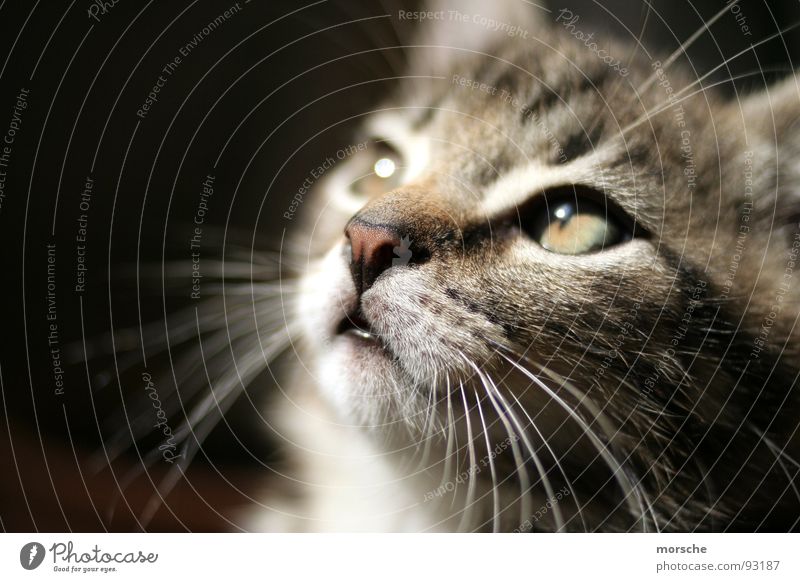 Kätzsche... Katze Sehnsucht Schnurrhaar Querformat Säugetier Blick Auge faziniert Nahaufnahme Kontrast Nase