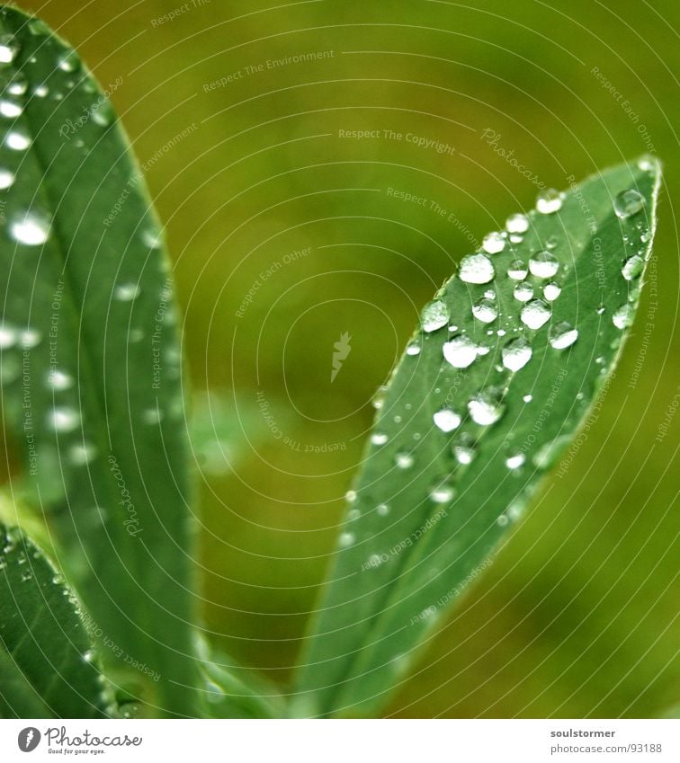 Drops... Blatt grün Pflanze Regen Gefäße nass Frühling Makroaufnahme Nahaufnahme Blattgrün Rain Reflexion & Spiegelung Wassertropfen