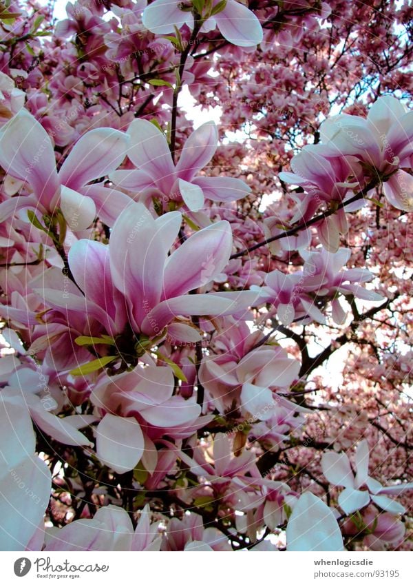 blüten Blüte mehrfarbig rosa Frühling Baum violett Ast