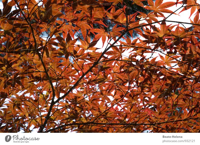 Feuerregen Ferien & Urlaub & Reisen Natur Herbst Pflanze Baum Blatt Park atmen leuchten außergewöhnlich elegant frisch braun rot Gefühle Kraft Leben Farbe Ferne