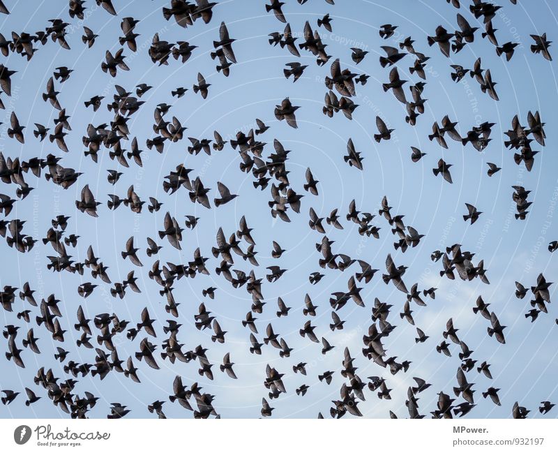 ab in den süden Tier Wildtier Vogel Tiergruppe Schwarm fliegen Star Tragfläche Reisefotografie Feder Farbfoto Außenaufnahme Menschenleer Tag