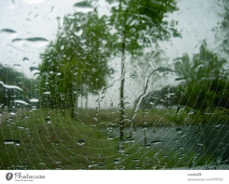 Duschwetter Baum Frühling Pflanze Erfrischung grün Sturm Natur Wetter Regen Wassertropfen Gewitter tree