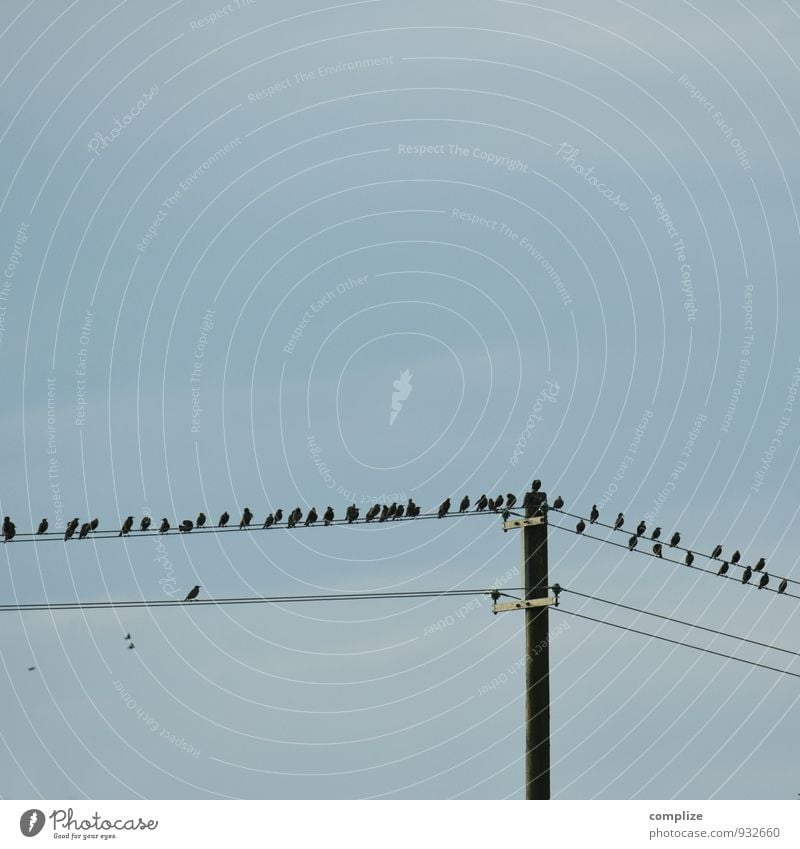 Stromzähler Stadtrand überbevölkert Einsamkeit einzigartig Energie Ferne Außenseiter Vogel Strommast Hochspannungsleitung Zugvogel Schwarm Farbfoto
