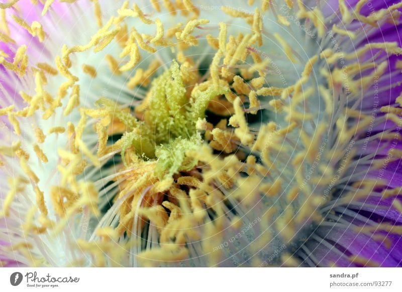 Nach dem Winterschlaf Blume gelb violett weiß Staub Staubfäden Blüte Sommer Frühling Insekt Makroaufnahme Nahaufnahme Stempel Pollen Bestäubung Nektar
