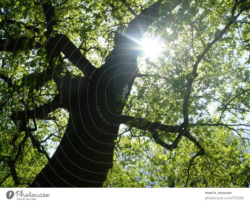 Lichtblick Baum Sonnenstrahlen ruhig Frühling Natur Glück Ausflug Erholung
