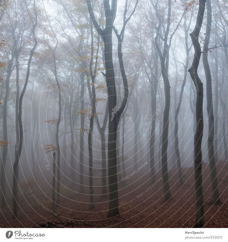 Nebelwald IV Natur Landschaft Herbst schlechtes Wetter Baum Wald Wien Österreich Stadtrand Menschenleer ästhetisch dunkel gruselig natürlich braun grau