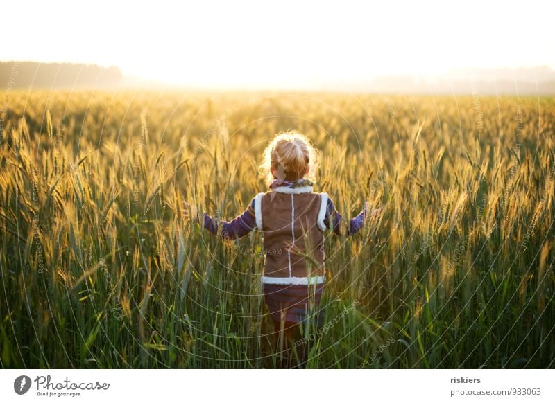 leuchtende tage Mensch feminin Kind Mädchen Kindheit 1 3-8 Jahre Umwelt Natur Sonnenlicht Herbst Schönes Wetter Nebel Feld berühren entdecken Erholung träumen