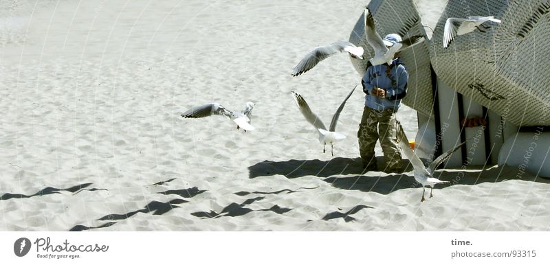 Möwenauflauf Schatten Strand Junge Sand Küste beobachten füttern Kommunizieren Strandkorb zusammenrotten Flugschau Angeben Möven da ist was los ey Hitchcock