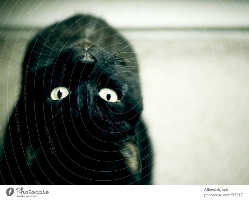 Le Chat Noir Katze schwarz Haustier Sauberkeit Kopfstand biegen Neugier Schnurren Chatten Schnurrhaar Katzenklo entgegengesetzt Akrobatik Artist Säugetier schön