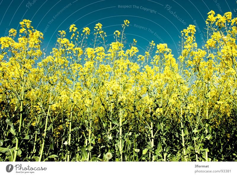 noch_mal_raps Raps Pflanze gelb grün Frühling Feld Rapsfeld Landwirtschaft Honig Biene Blüte Blume ökologisch Spuren Grenze Schneise Fußweg Wiese Märchen