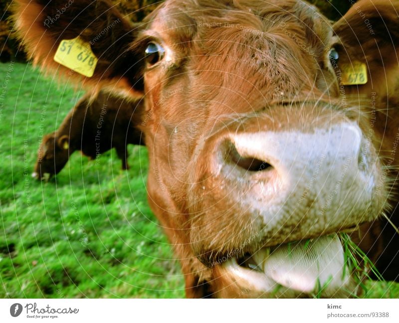 leck mich! Kuh Wiese Bauernhof melken braun Wiederkäuer Nahaufnahme Schnauze Säugetier Weide Zunge
