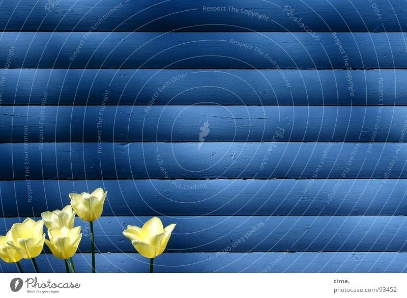 Rumstehen vor Bretterwand Wand Tulpe gelb horizontal 6 Licht Frühling klein blau Schatten Kontrast Farbe