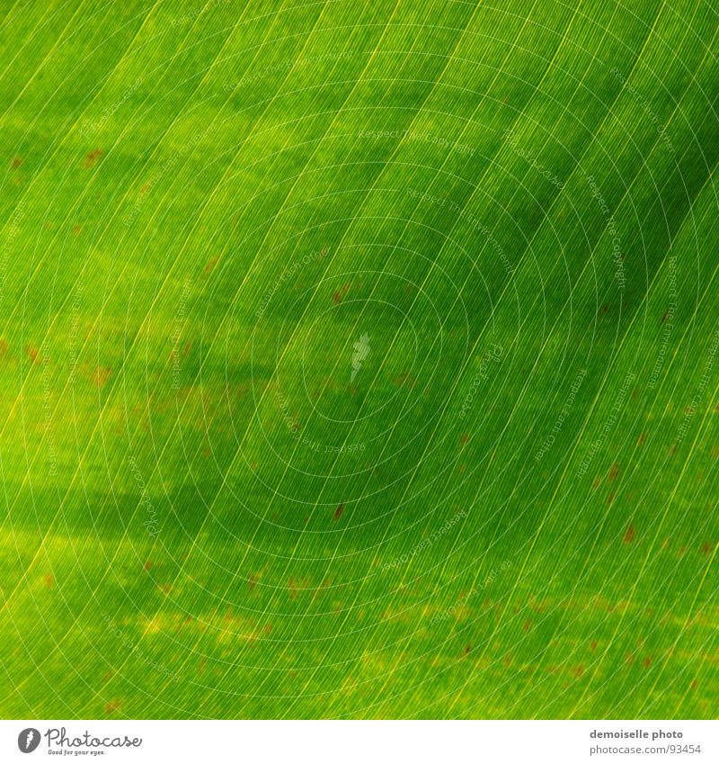 Bananenblatt Zimmerpflanze Blatt grün Blattgrün Gefäße durchscheinend Sommer Südamerika Musa paradisiaca sapientum Linie Natur Schatten Strukturen & Formen