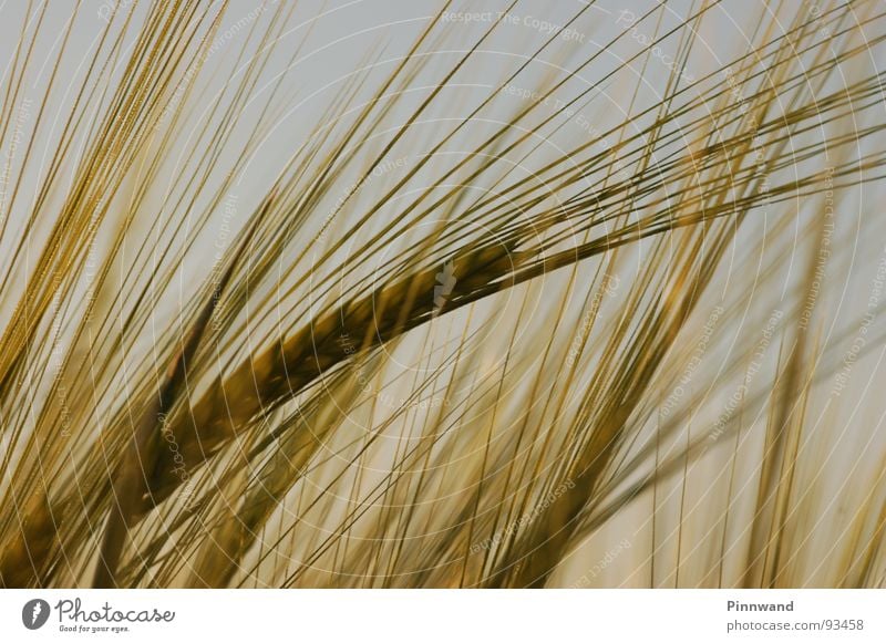 weizenliebe frisch Weizen gelb Stroh Pflanze Korn grün braun strohig Himmel Müsli Fröhlichkeit Getreide Haare & Frisuren sky wheat