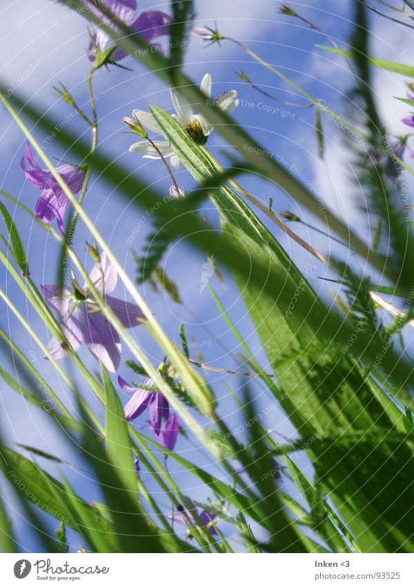 Von unten nach oben Blume Gras Wiese Wolken Sommer frisch grün violett Himmel Wind blau Natur Perspektive