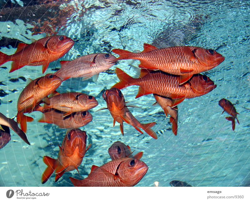 Gefangen Wasserbecken Verkehr gold fish