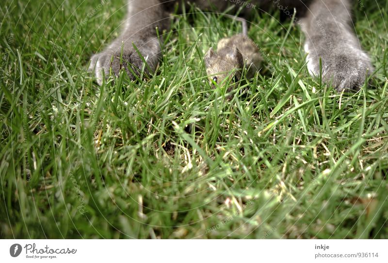 ...manchmal grausam. Frühling Sommer Gras Garten Park Wiese Haustier Wildtier Katze Maus Tiergesicht Pfote 2 Jagd krabbeln Blick warten authentisch Gefühle