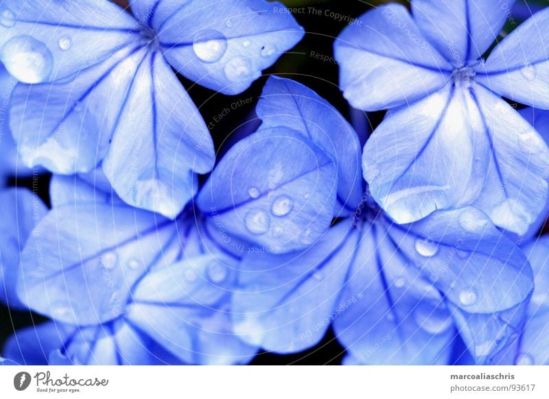 morgentau Tau Blume Blüte Wassertropfen Frühling blau Natur