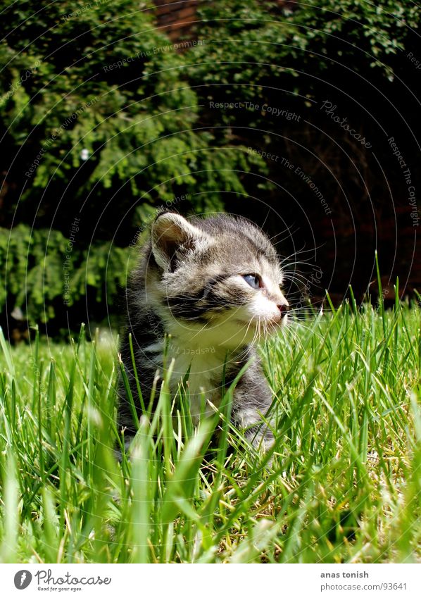 kitty cat Einsamkeit Gras Halm Haustier Katze klein Miau niedlich Spielen süß Pfote Fell Krallen Schnauze Säugetier Garten schnäuzchen