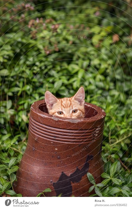 Eckstein.... Garten Katze 1 Tier Tierjunges Spielen Neugier niedlich braun grün verstecken Röhren Farbfoto Außenaufnahme Schwache Tiefenschärfe Tierporträt