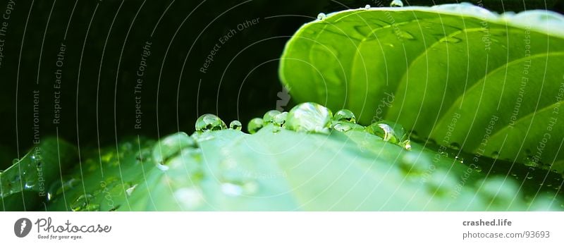 Drops I nass schwarz grün Blatt feucht dunkelgrün gestreift Klarheit Pflanze Salatblatt Wassertropfen Regen Außenaufnahme Makroaufnahme Nahaufnahme Mein 1. Foto