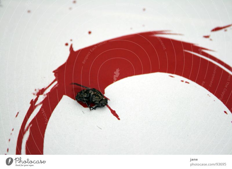 Flatsch fast Matsch rot Gemälde spritzen Tier Insekt Trauer Verzweiflung Fliege Tod Blut Zeichnung Kreis Spratzer
