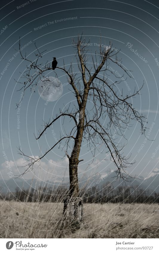 Mondschein dunkel mystisch Baum Feld Rabenvögel Einsamkeit Traurigkeit