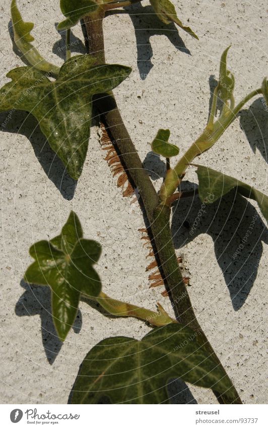 Efeu's tausend Füße Baustelle Natur Pflanze Schönes Wetter Grünpflanze Wildpflanze Mauer Wand Fassade festhalten Wachstum Erfolg frisch natürlich grau grün weiß