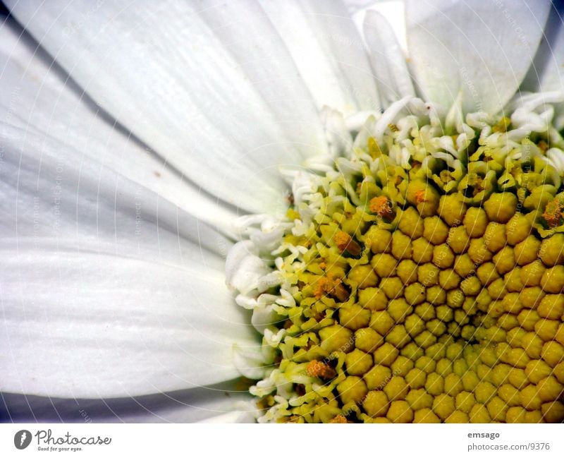 Flower eye Nahaufnahme Blume Makroaufnahme margarite Margerite