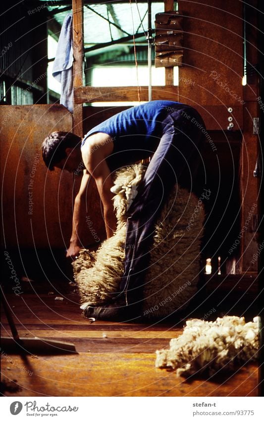 hard working man I Neuseeland Arbeit & Erwerbstätigkeit bücken Schaf Schafe scheren Wolle Schweiß Physik heiß stickig anstrengen Fell Tier Schurwolle Landwirt