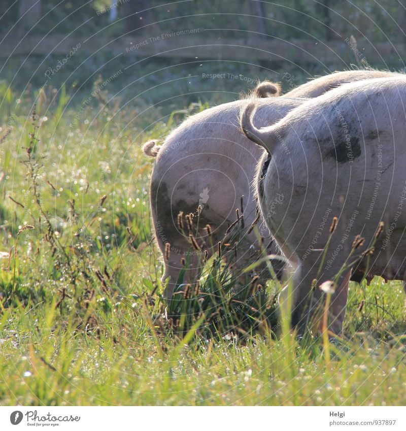 Bio-Schinken... Bioprodukte Umwelt Natur Landschaft Pflanze Tier Herbst Schönes Wetter Gras Wildpflanze Wiese Nutztier Schwein 3 Tiergruppe stehen