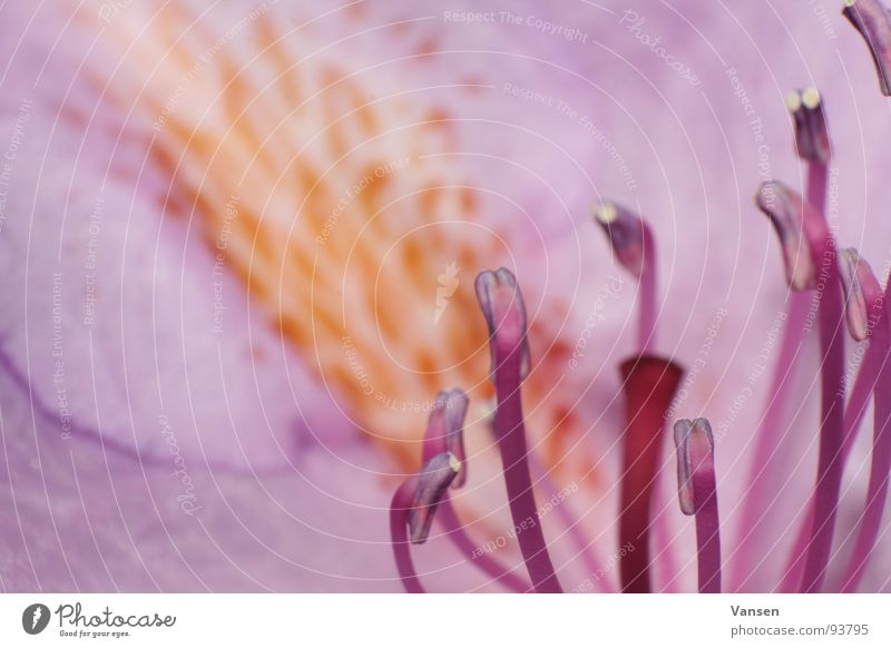 Blüte violett Tiefenschärfe Unschärfe nah Blume Makroaufnahme Nahaufnahme scheckig Fleck Stab