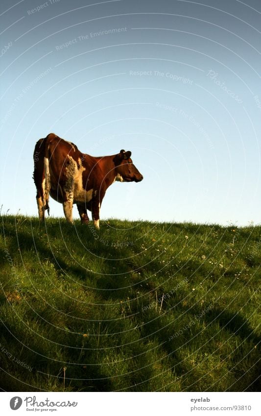 Du......(Bewegungsstudie 03:00) Kuh Rind Vieh braun Deich Gras Wiese frisch Ernährung Fressen hochwürgen Blick Schwanz Schnauze Milchkuh Euter Fleischfresser