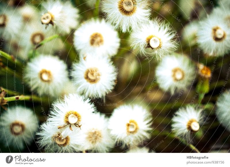 Weiße Blumen Natur Pflanze Blüte Wildpflanze Wiese Feld weiß Frühlingsgefühle schön unbeständig Ferien & Urlaub & Reisen Umwelt Vergänglichkeit Blumenwiese