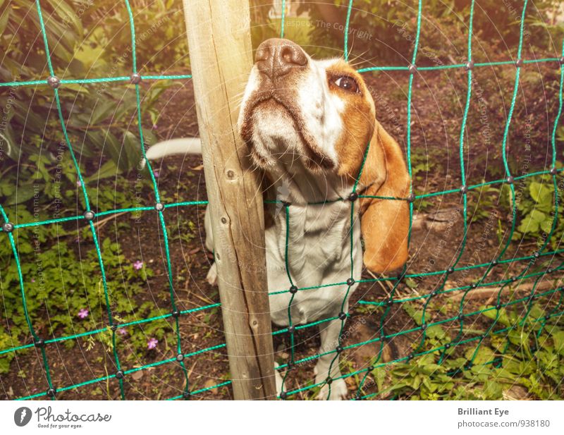Hund streckt Kopf aus Gartennetzzaun Natur Schönes Wetter Wiese Tier Haustier Holz entdecken natürlich Neugier klug Willensstärke Interesse Abenteuer