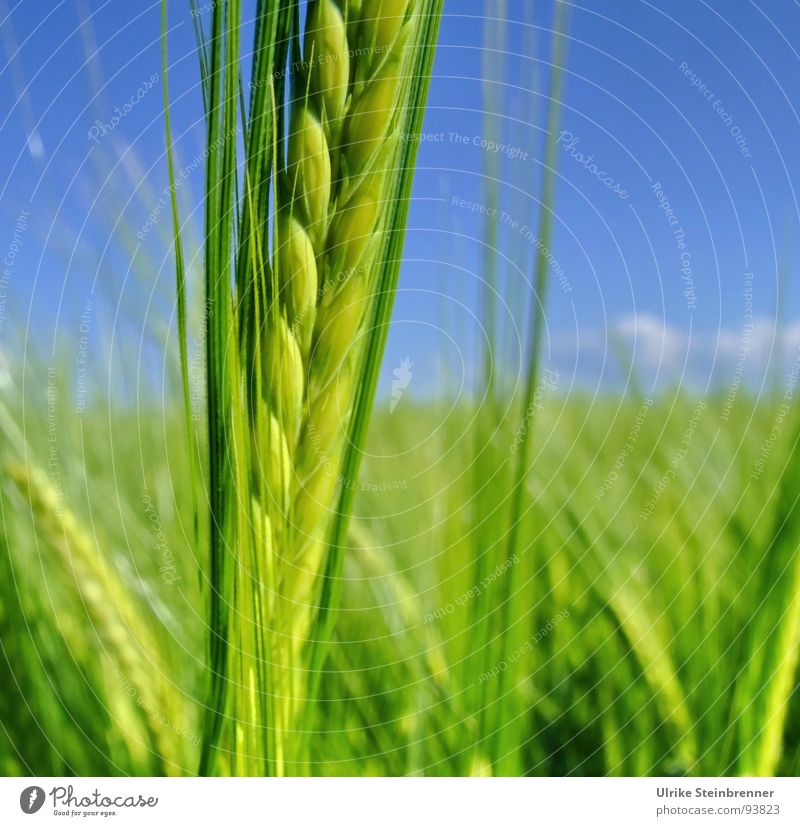 Grüner Gerstenhalm vor blauem Himmel Farbfoto Detailaufnahme Außenaufnahme Menschenleer Tag Sonnenlicht Lebensmittel Getreide Ernährung Erneuerbare Energie