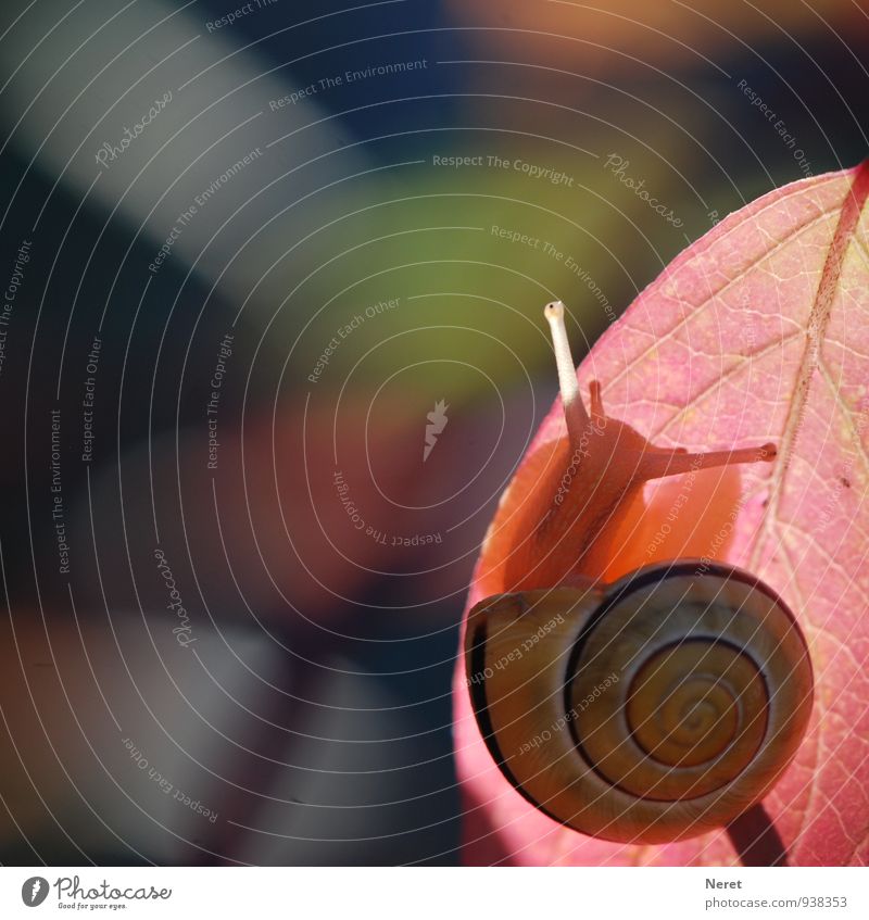 gebänderte Schnirkelschnecke Tier 1 Zeichen festhalten leuchten ästhetisch sportlich elegant Neugier niedlich schön gelb rosa rot Beharrlichkeit Ausdauer