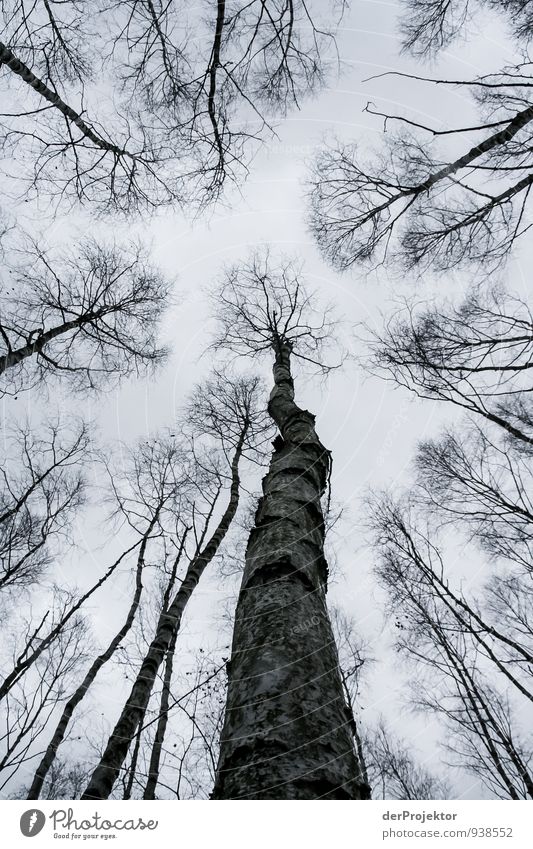 Grau ist der November Umwelt Natur Landschaft Pflanze Himmel Herbst Klima Klimawandel schlechtes Wetter Baum Wald Urwald Gefühle Neugier Angst Entsetzen