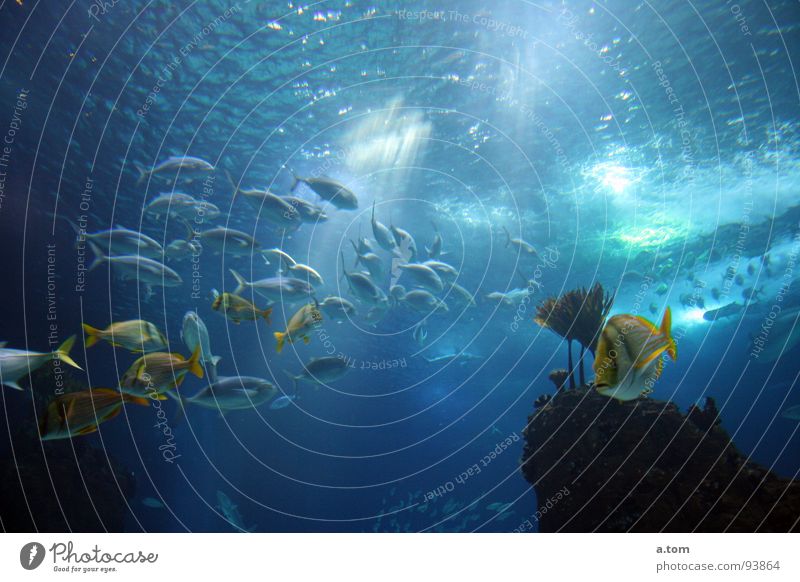 Feierabendverkehr Meer tauchen Licht Sonnenstrahlen Portugal Lissabon Aquarium Fisch Wasser Reflexion & Spiegelung blau