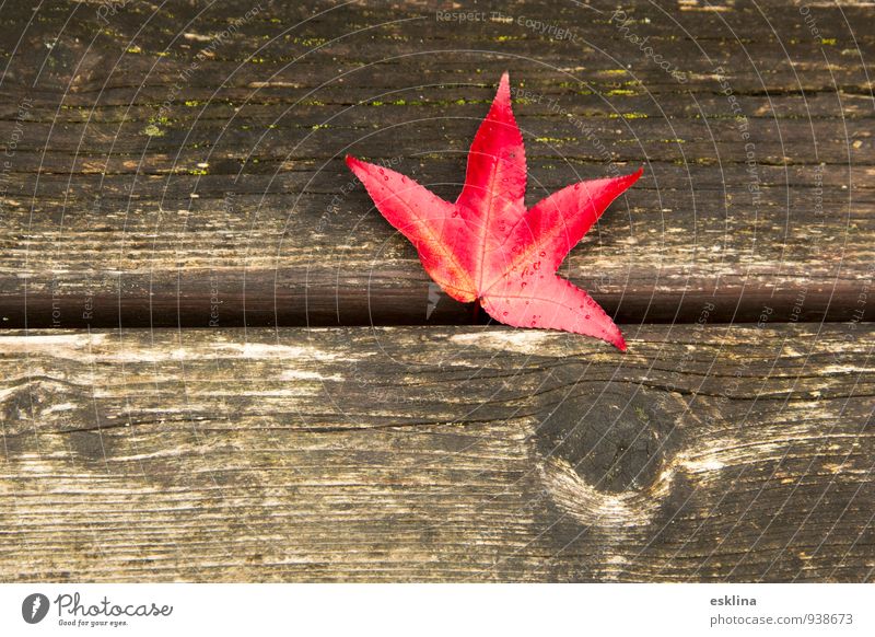 autumnleaf Herbst Blatt Holz Tropfen Natur Wandel & Veränderung Farbfoto Außenaufnahme Nahaufnahme Menschenleer Tag