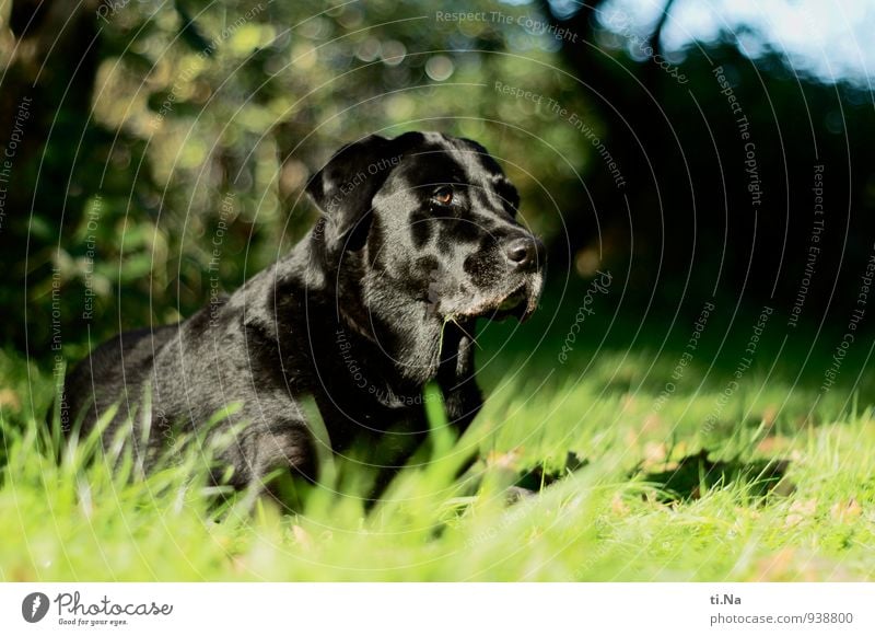 es bewegt sich Garten Wiese Haustier Hund Labrador 1 Tier beobachten entdecken Jagd Freundlichkeit feminin grün schwarz türkis Kraft Mut Überwachung