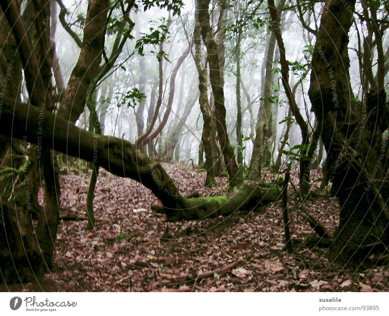nebelwald Wald Baum Blatt mystisch Gomera Verhext