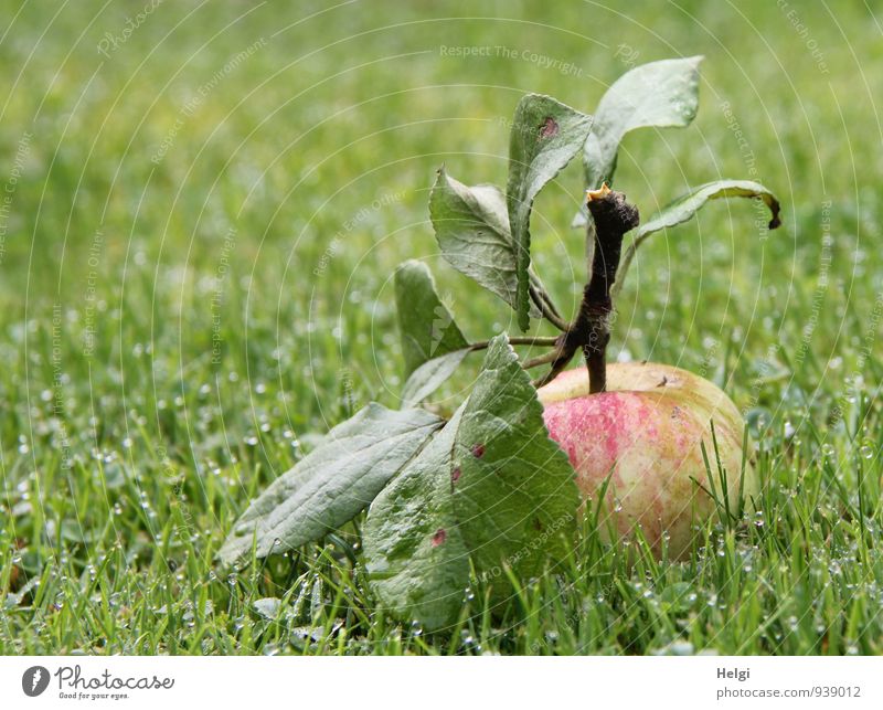 an apple a day... Lebensmittel Frucht Apfel Ernährung Bioprodukte Umwelt Natur Landschaft Pflanze Wassertropfen Herbst Gras Blatt Garten liegen ästhetisch