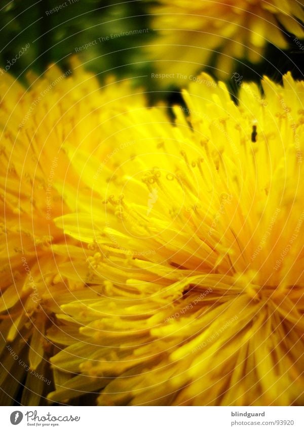 Pusteblume in spe Blume gelb Sommer bestäuben Makroaufnahme Unschärfe Pflanze Löwenzahn Nahaufnahme Frühling peter lustig Samen dandelion flower sharp blur