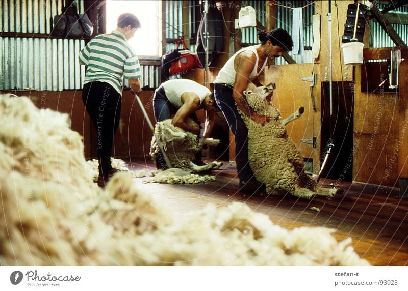hard working man III Neuseeland Arbeit & Erwerbstätigkeit bücken Schaf Schafe scheren Wolle Schweiß Physik heiß stickig anstrengen Fell Tier Schurwolle Landwirt