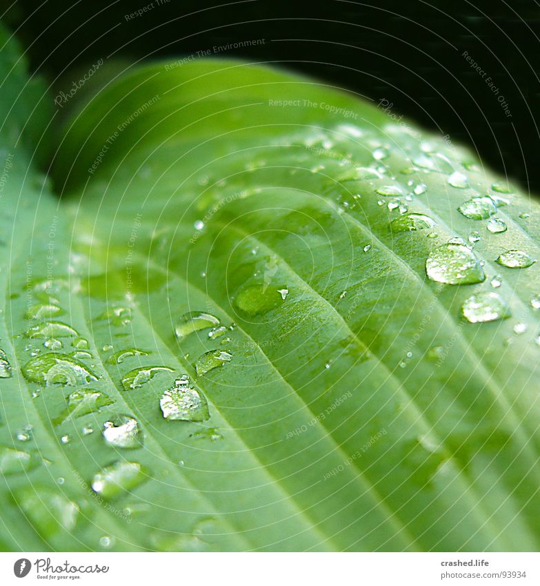 Drops II nass schwarz grün feucht dunkelgrün gestreift Klarheit Pflanze Salatblatt Wassertropfen Regen Außenaufnahme Makroaufnahme Nahaufnahme Garten
